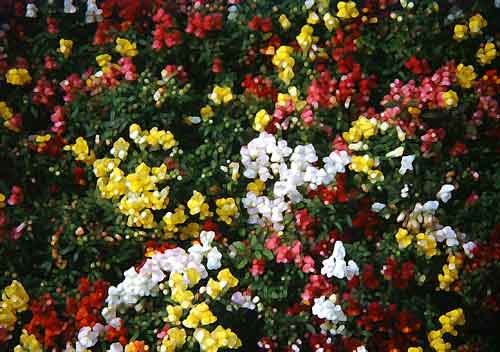 04Blumenbeet_Bern_Schweiz.jpg